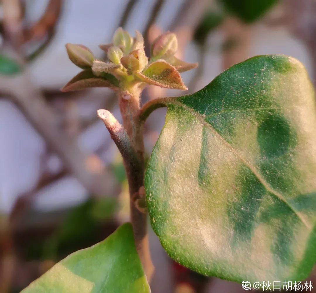 春天肥料要用对，根据植株种类施，效果更好