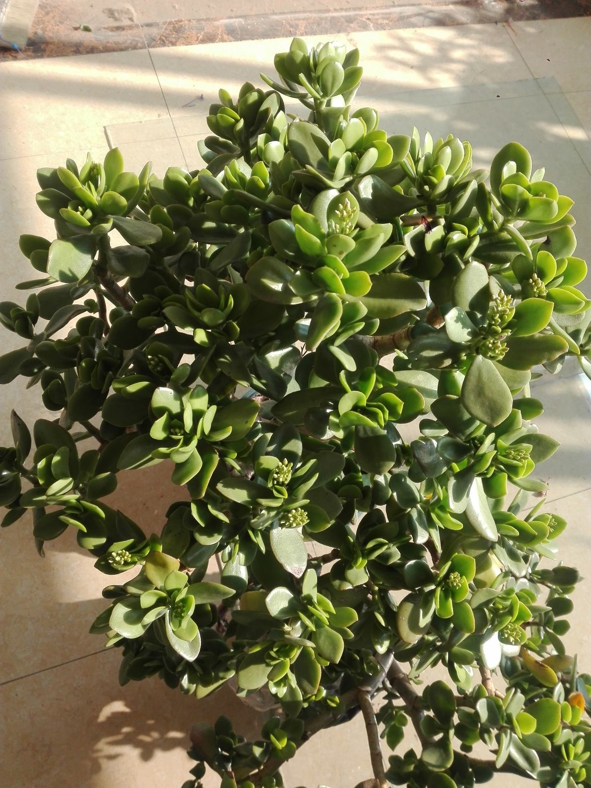 有点养花经验的人，可以养三种花，养护难度大，但开花很好看