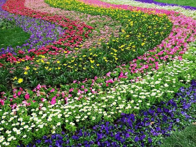 热衷“断离舍”的花友，靠一种花，把院子打理成了花海，太漂亮