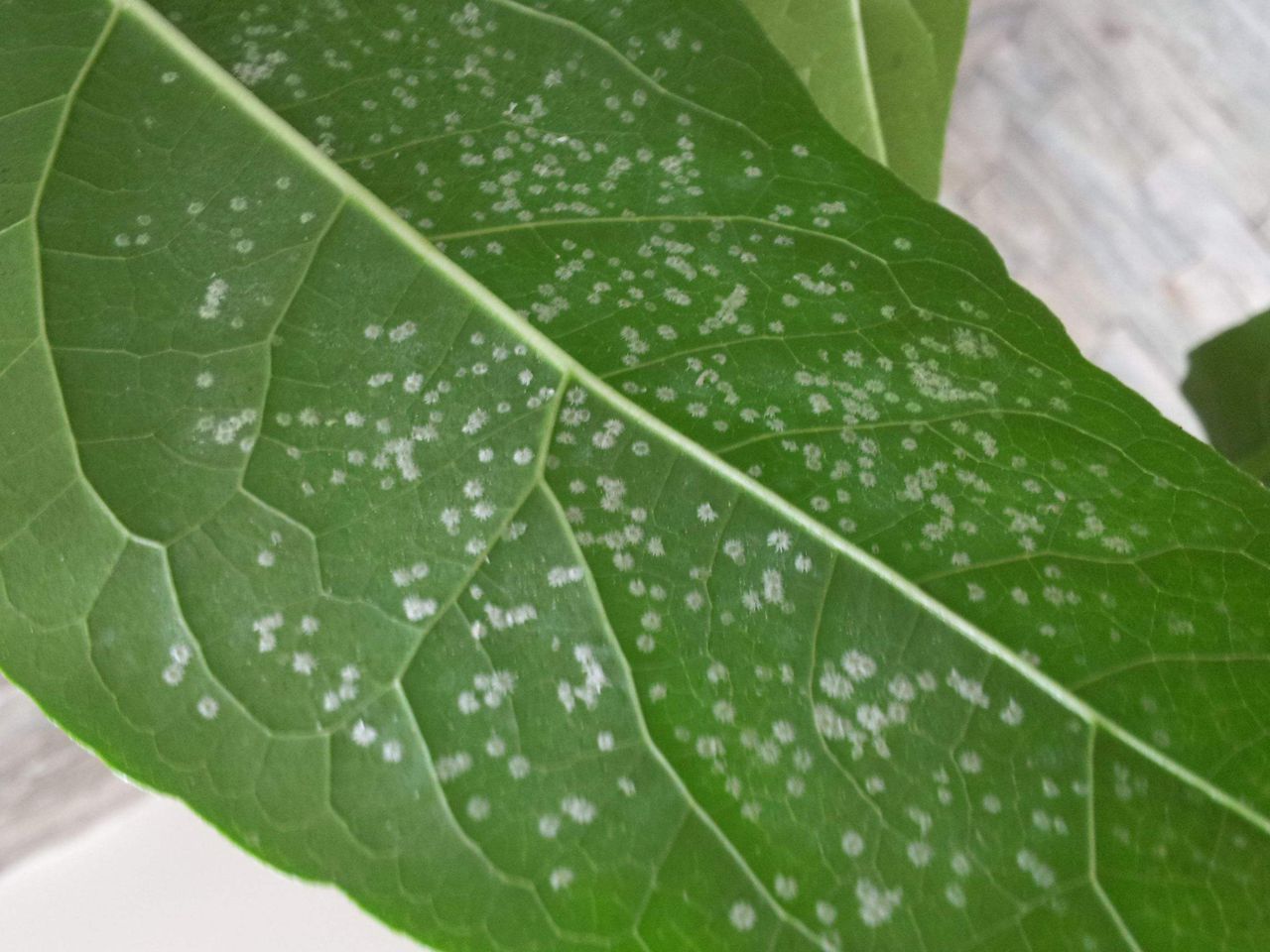 识别蚧壳虫的方法，花草如何预防，遇到了怎么灭杀