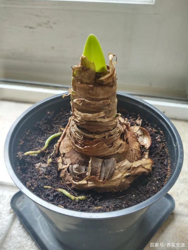 让盆栽朱顶红每年冬春时节重复开花，你需要掌握7个养护小技巧