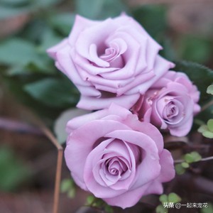 推荐10款蓝紫系月季，仙气十足，总有一款是你喜欢的