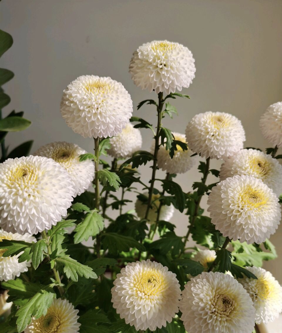 菊花上千种，石头最喜欢1种，花苞像“乒乓球”，1年开两次