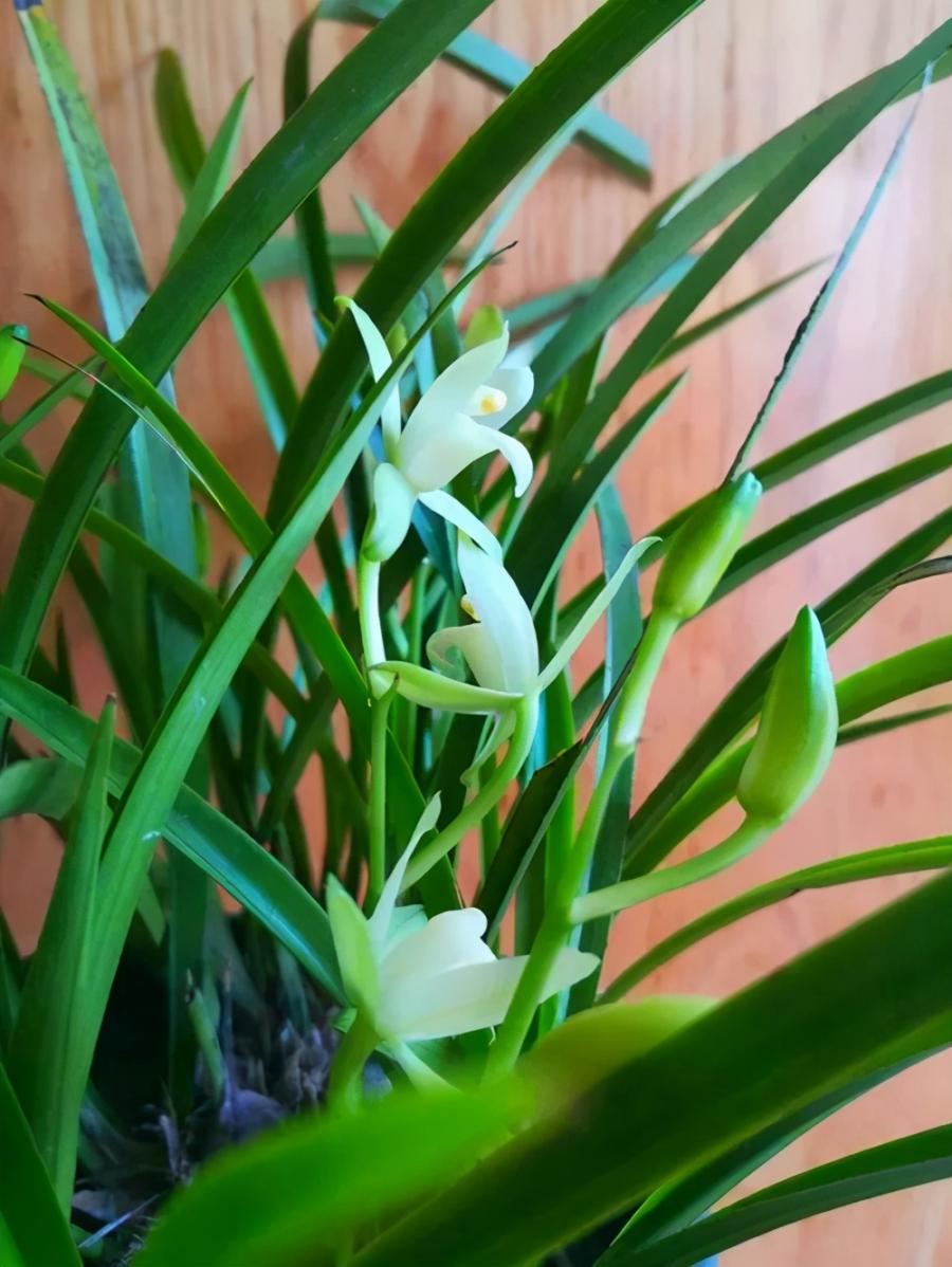 栽植兰花的植料，推荐三种给你，你可以试一下