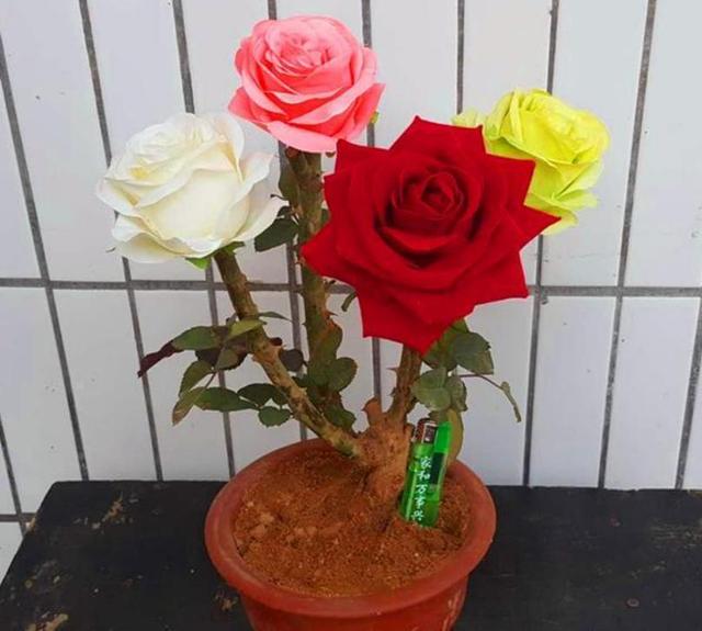 可以盆栽的玫瑰，一树10色，花色绚丽如彩虹，香味浓郁，还很好养