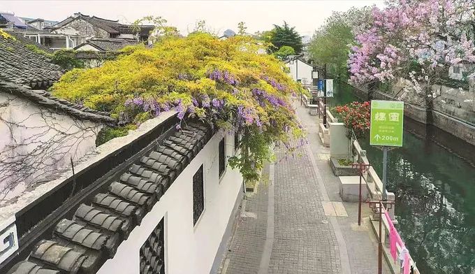 在注重景观的基础上，江苏各地行道树更加追求生态价值——从“城中建园”迈向“园中建城”