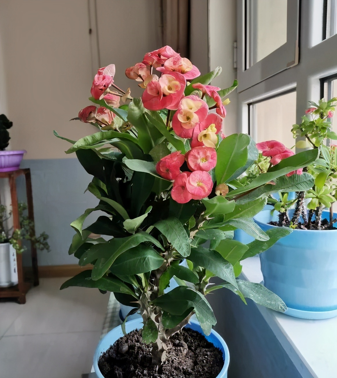4种花早春浇水越勤，烂根越快！别忽视