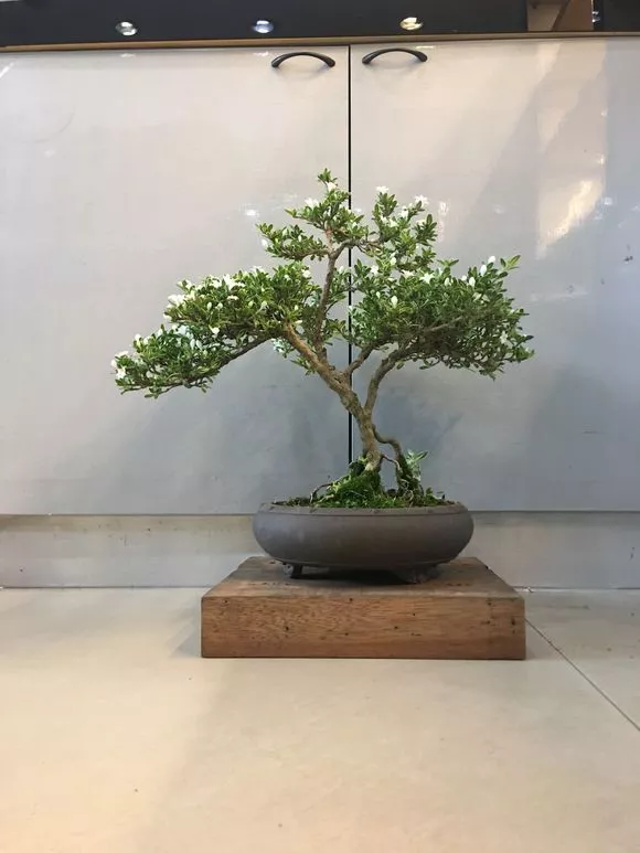 天热了4种花要“剪一剪”，剪完后花朵狂冒，花期延长2个月