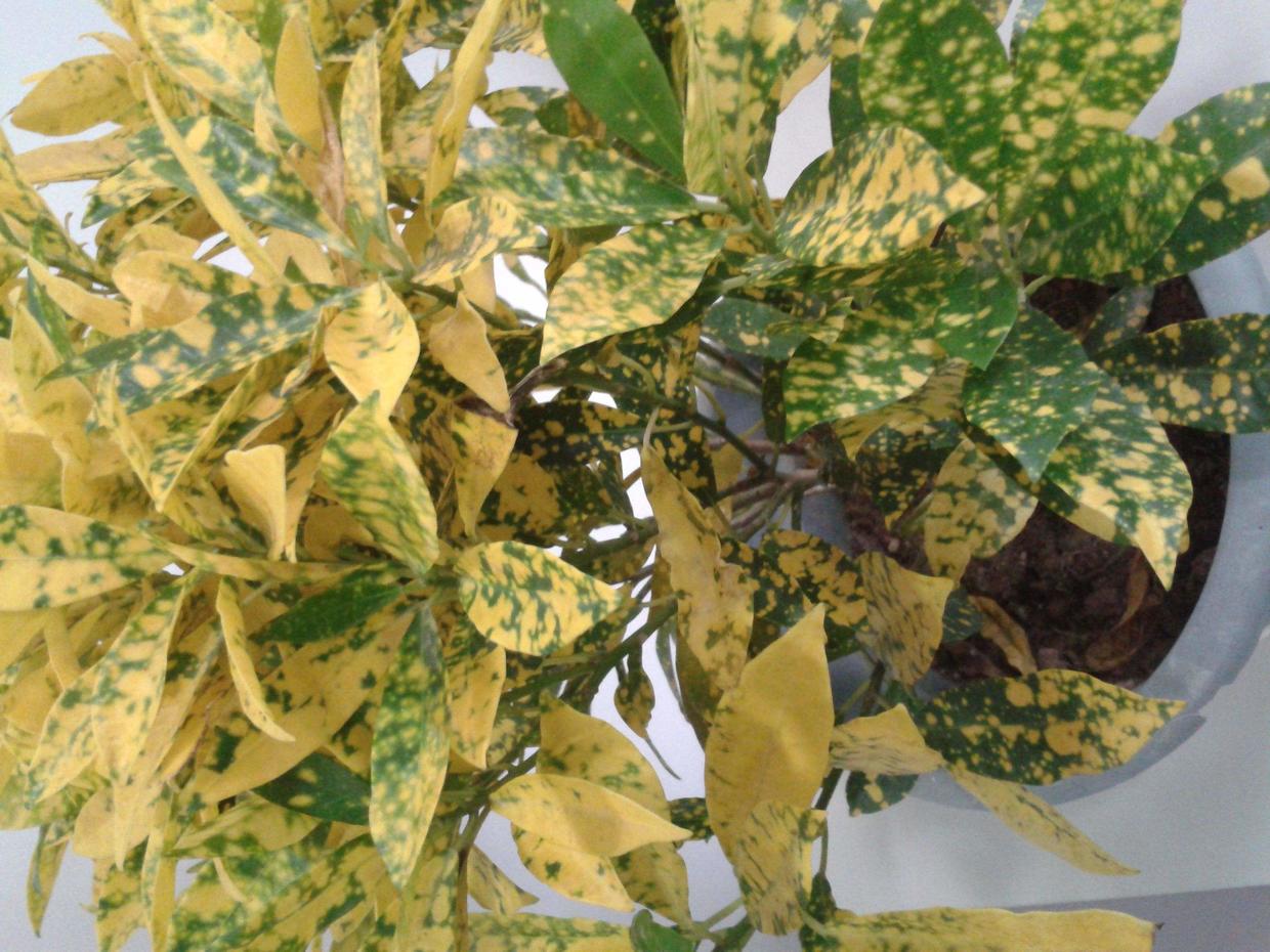 开花季节却不开花，赶紧兑点磷钾肥，消灭黄叶迎来花苞