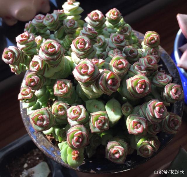 冬天盆栽多肉植物钱串，该怎么养好？满足5点，叶子呼呼变红