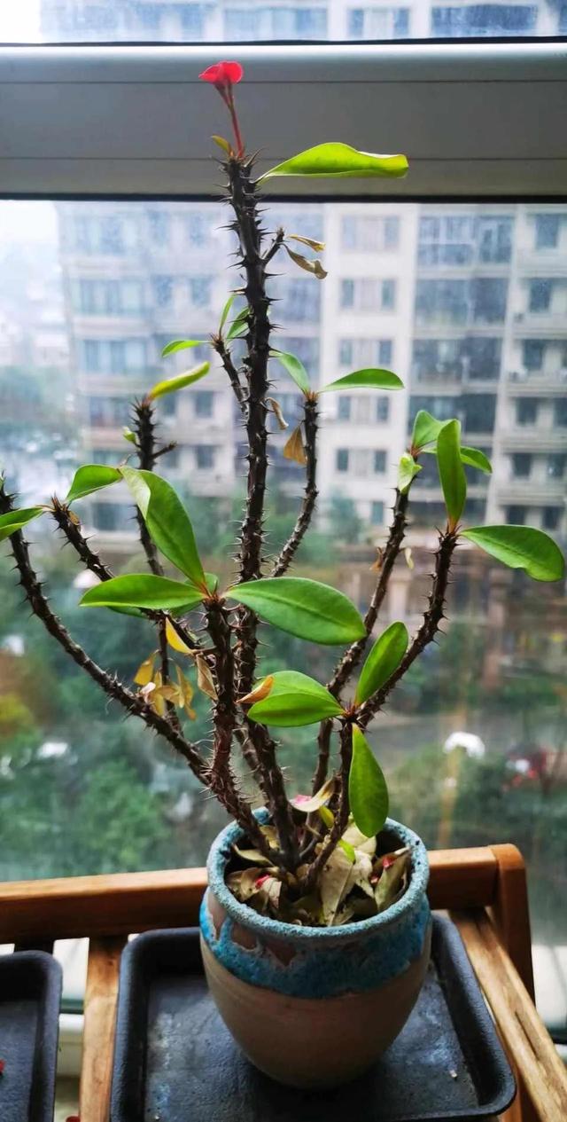 室内养花有“3大禁忌”，别养错，小心花旺人不旺