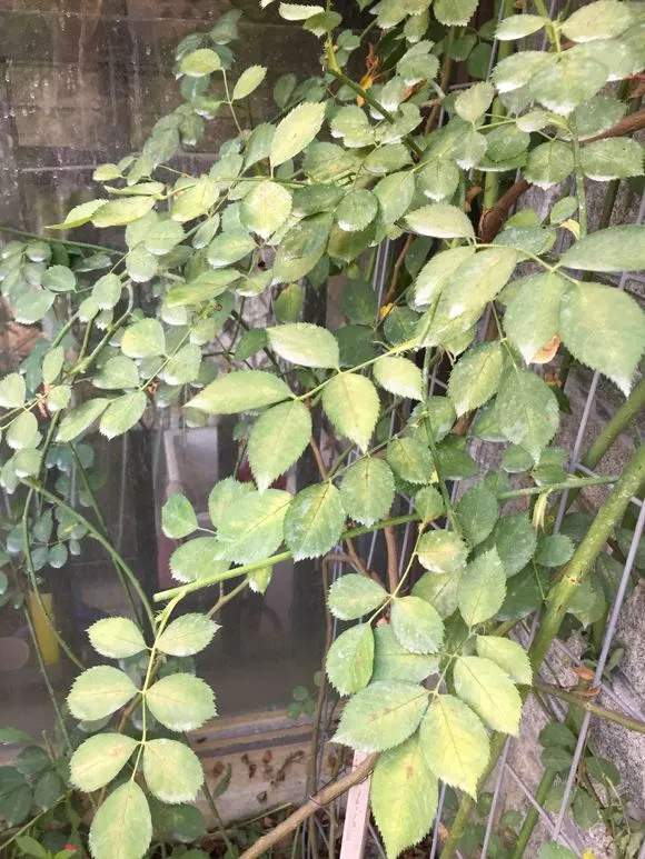 给花浇点自制“杀虫水”，虫子死光光，花草好过冬