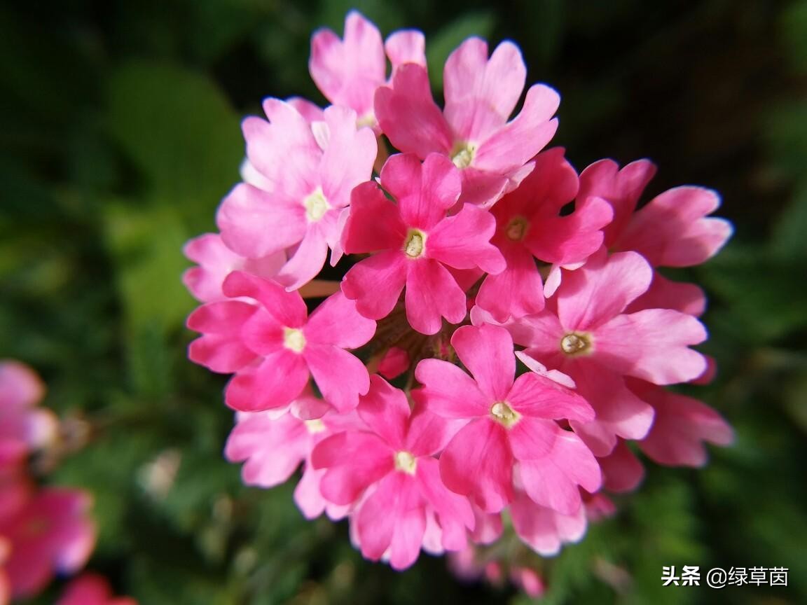 花如其名的美女樱，长得好看，花中美人，养护简单