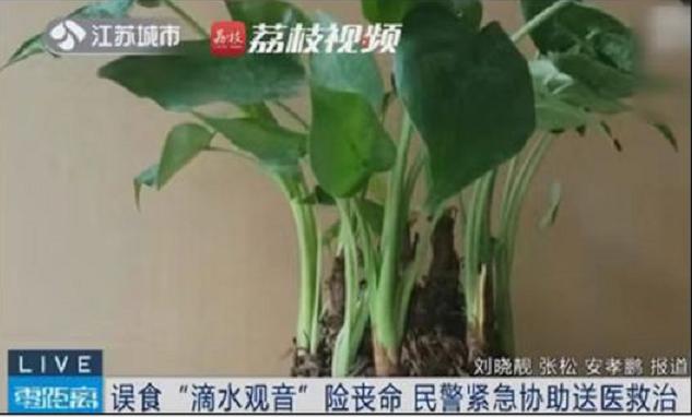 再喜欢，“夺命花草”也别再往家搬了，出事就晚了