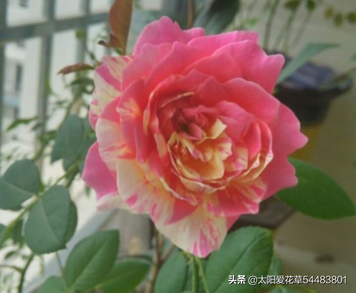 月季扦插繁殖为什么总会烂根？学会5个方法，避免插条烂根失败