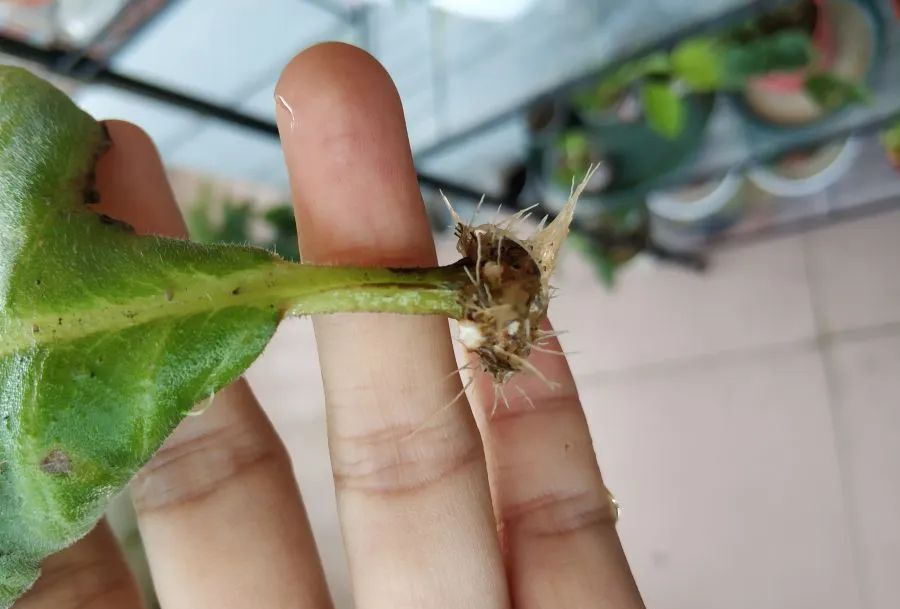 5种花从不买，摘片叶子“摆一摆”，几天就生根