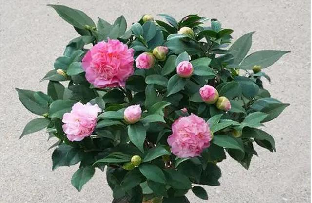 养盆“香妃”茶花，开花繁多，香味浓郁，关键是易养活，适合小白