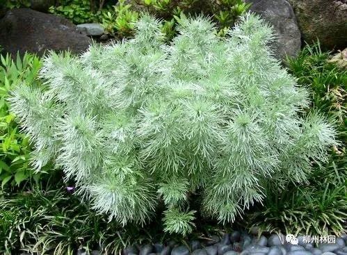 高级感十足的银色系植物