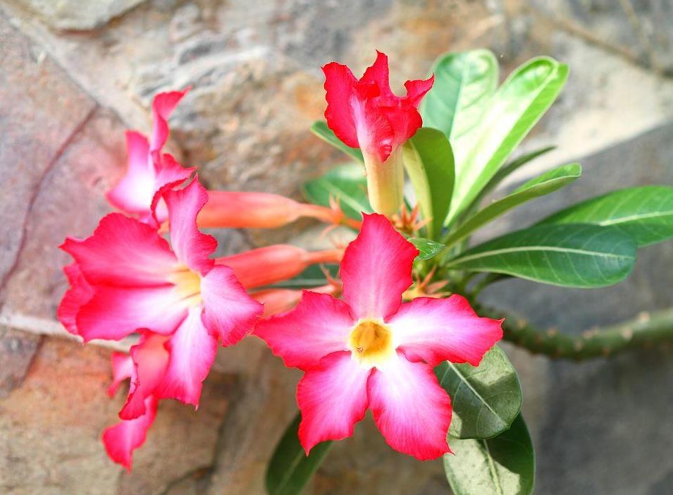 3种冬天掉叶的花，费力养不好，你遇到过吗？