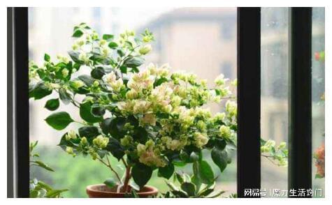 浇花用“这水”，比啥水都强，什么淘米水、啤酒水都不如“它”！