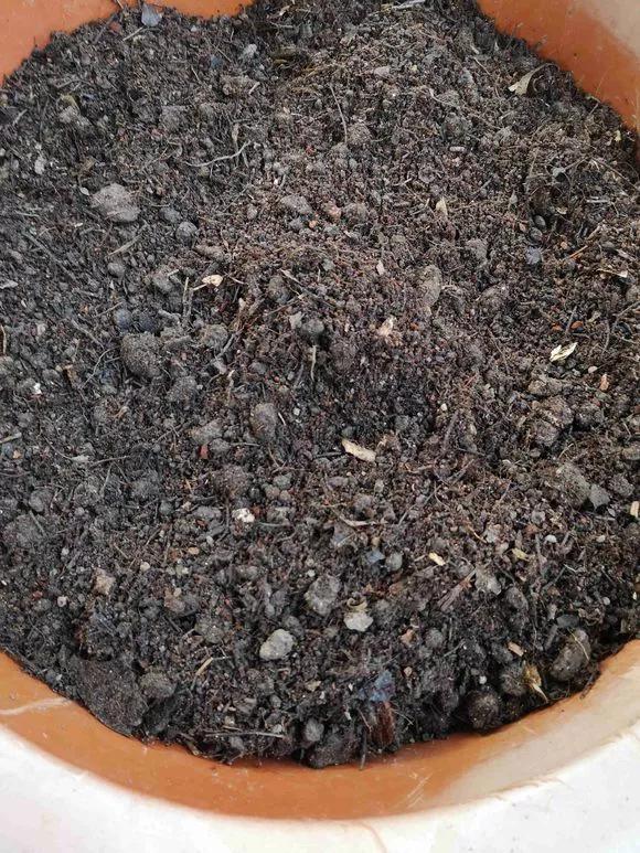 冬天的泡沫箱千万别扔，扔了就是扔钱，养花太实用