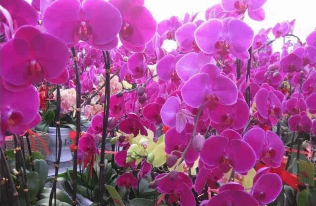 家里养这几种花，开花红红火火，从春节开到元宵节