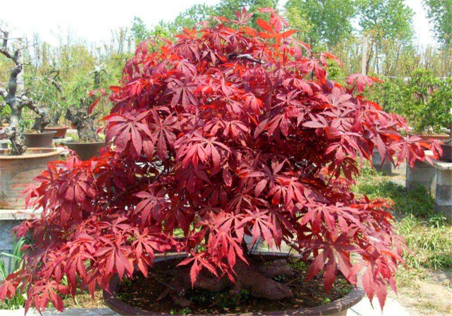红枫盆景太惊艳了，橙黄火红灿烂喜庆，学会5个技巧，比玫瑰艳丽