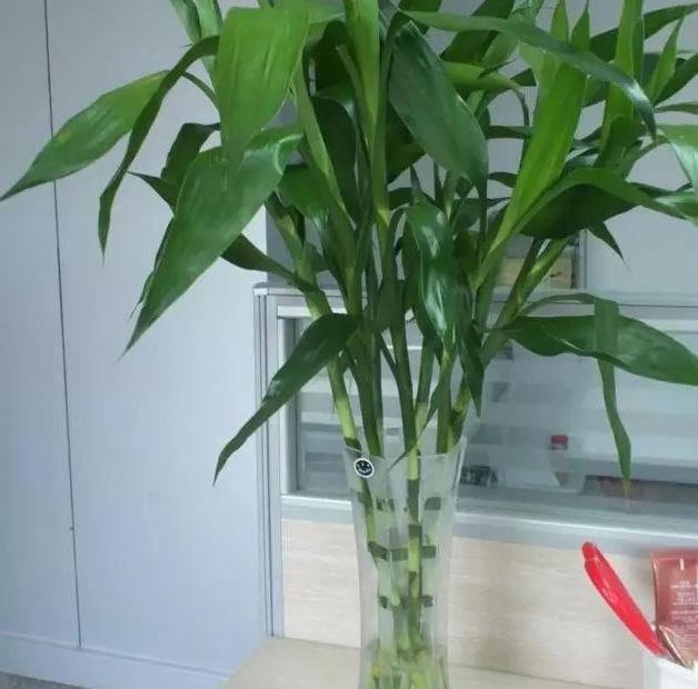 这3种花的小毛病，用醋“治”，不黄叶开花多，远离虫害