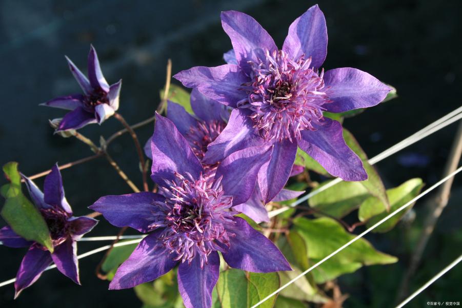 花园三宝“幸福感”排名,月季跌出第一名,花友:榜首实至名归 花园三宝“幸福感”排名,月季跌出第一名,花友:榜首实至名归