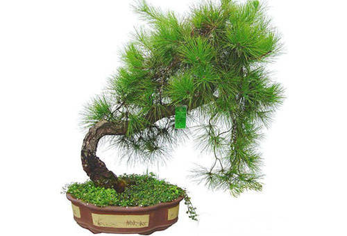 这几种能开运、聚财的花草，你家有吗？