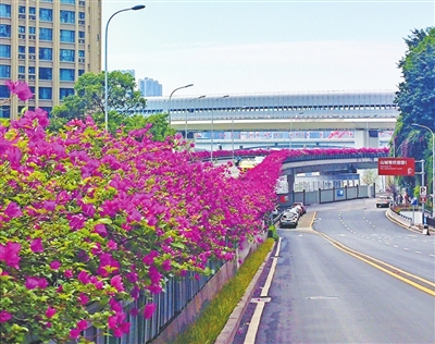 渝中区强化园林绿化精细化管护 打造靓丽常新城市风景线
