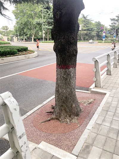 郑州绿化“一树一策” 环保生态池让树自由“呼吸”