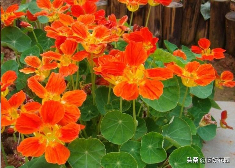盆栽为什么要剪残花？这3点原因很重要