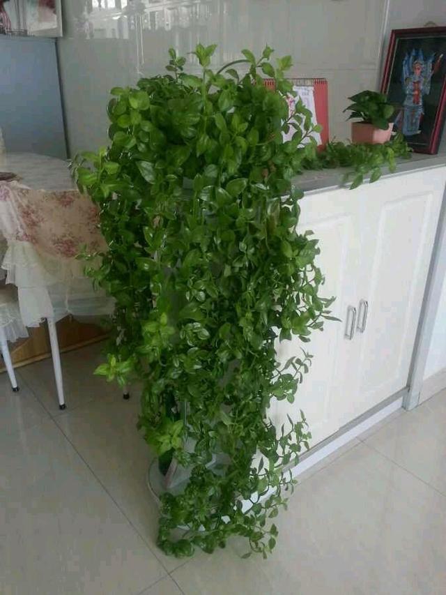 一个枝条插土里,半年爬满阳台,红花绿叶,好漂亮! 一个枝条插土里,半年爬满阳台,红花绿叶,好漂亮!