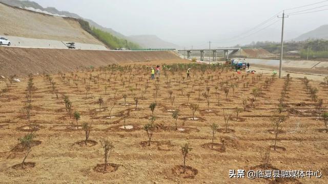 临夏县：实施绿化美化工程 建设生态宜居家园