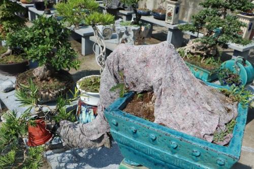 「凡人故事」痴迷盆景三十余年：“就像照顾自己的孩子一样