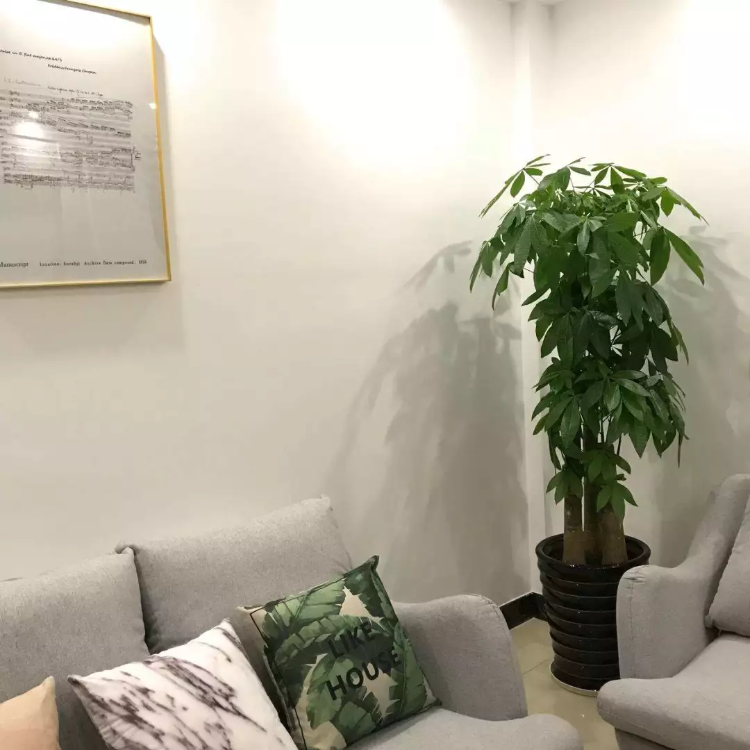 客厅一盆镇宅花，美化家居，旺家宅，越养越兴旺！