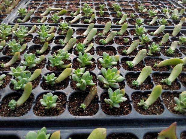 扦插5种花，生根长芽快，来年阳台繁花似锦变浪漫花园