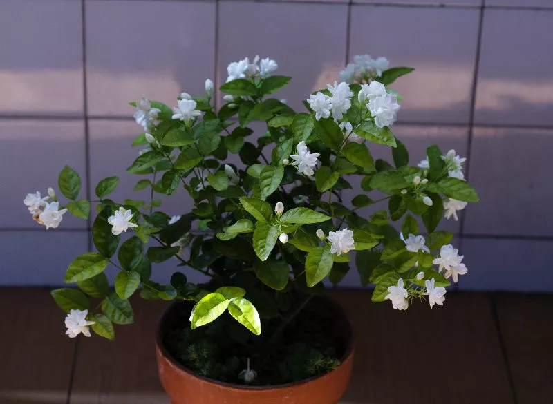 2斤西瓜皮丢桶里，加点水，不黄叶不烂根，花一开100朵
