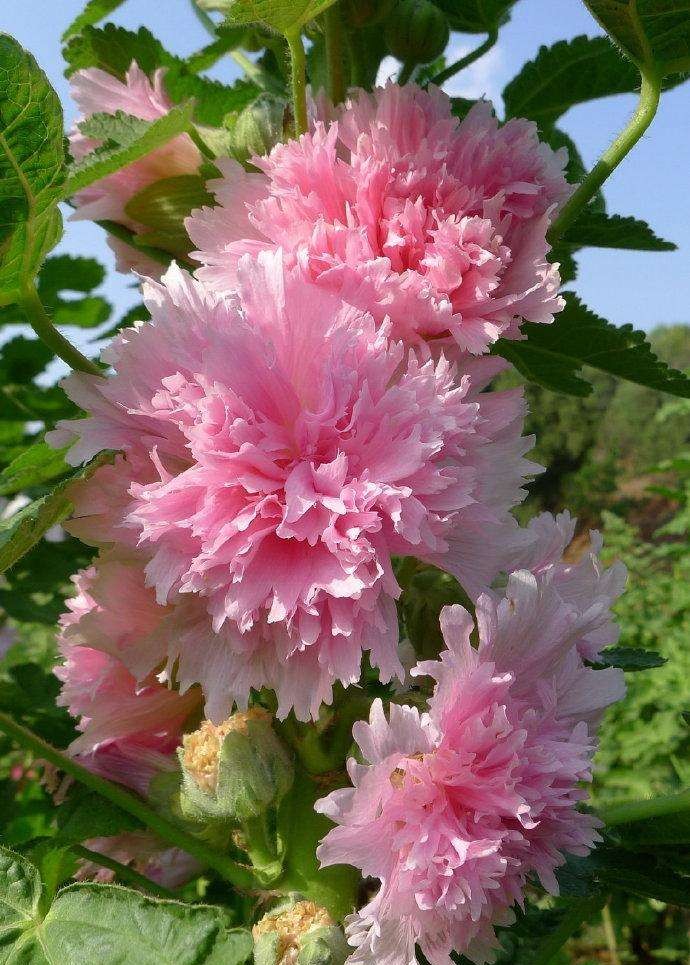 这10种花适合种在庭院里，让院子增添色彩，收藏以后去种