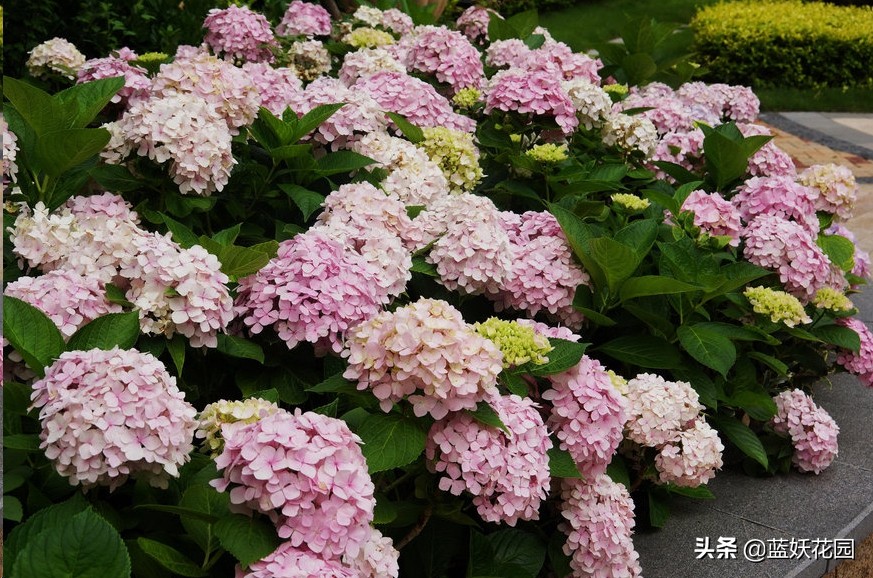连续雨天，没修剪的绣球花大量黑杆了怎么办？教你3步救回来