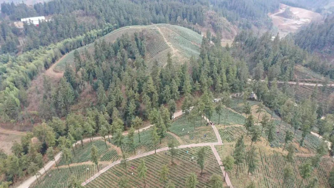 【一防两不停 确保开门红】抓好造林绿化工作 吹亮生态振兴号角