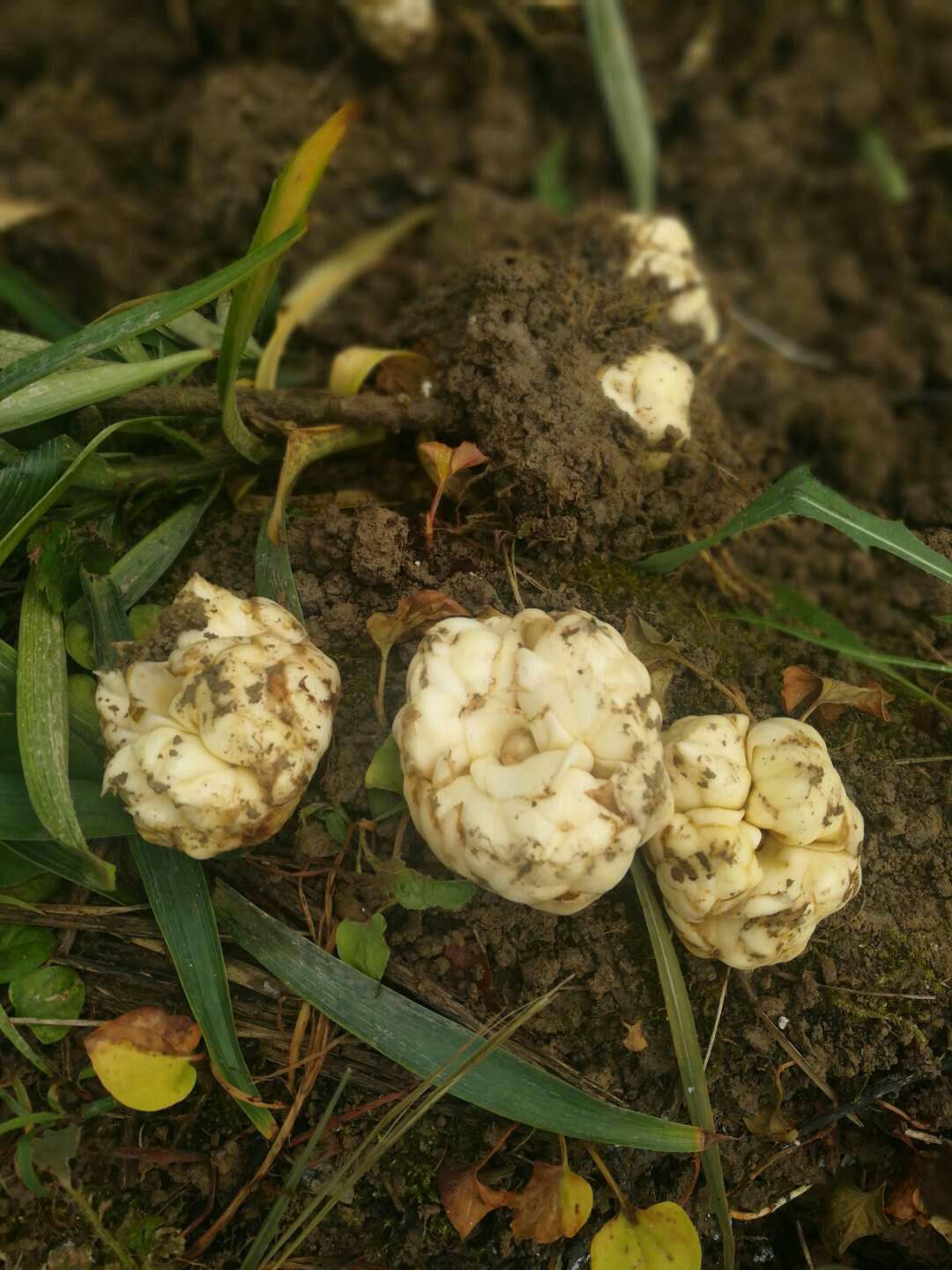 3种春天苏醒的植株，该如何处理呢？现在修剪对植物有好处