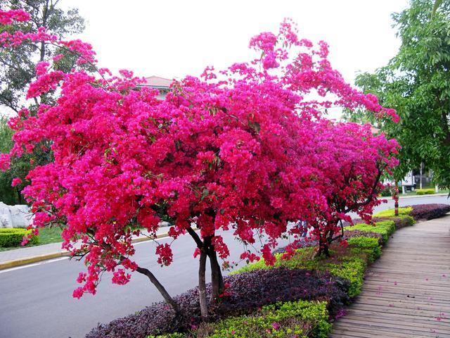 三角梅爬满围墙，花开灿烂时，就变成一道花墙，引得路人围观瞩目