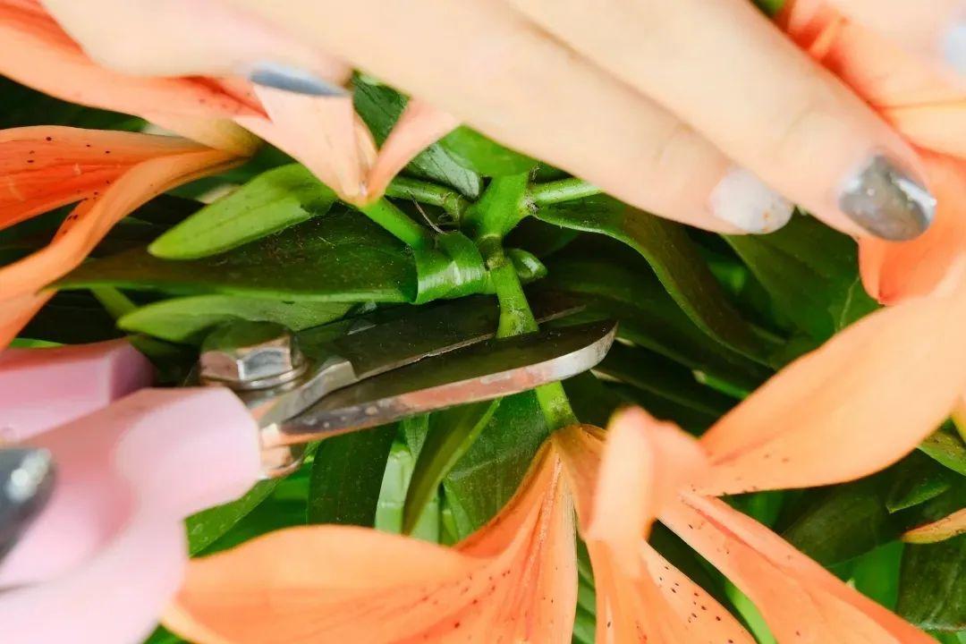家里养盆香香花，一年开一茬，一茬生一窝球，多的数不清