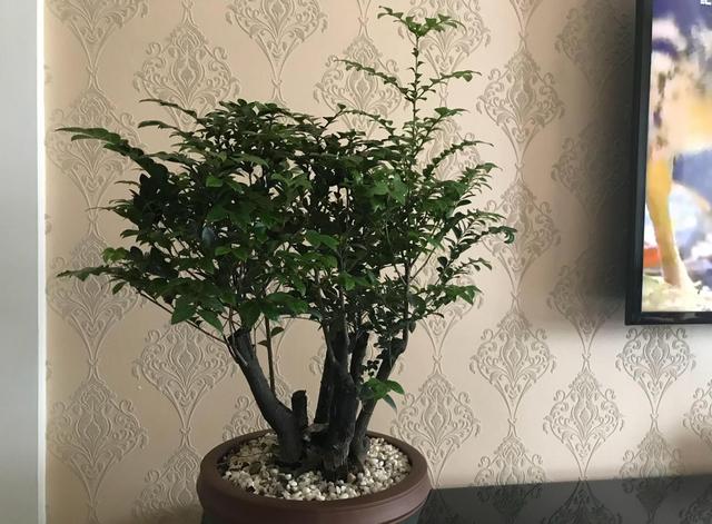 小叶紫檀盆栽该如何养护？