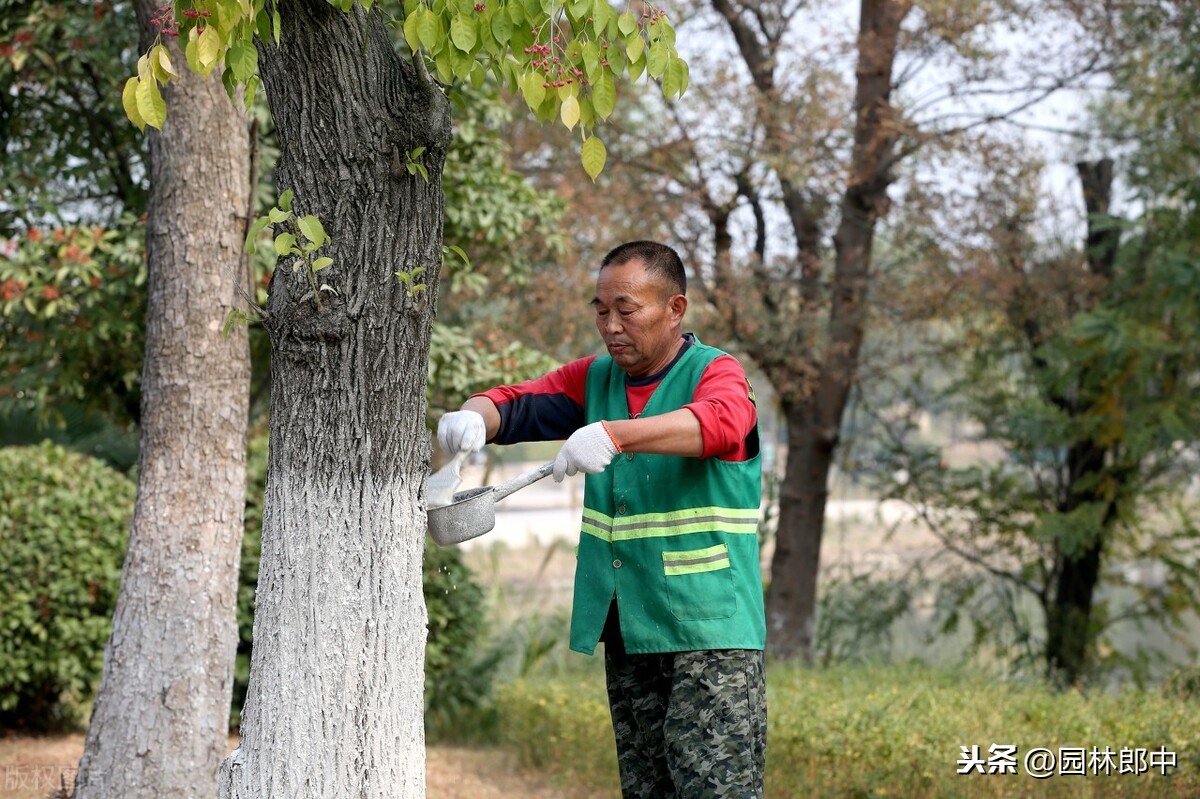 树干涂白——为苗木安全过冬穿好防寒的第一层外衣