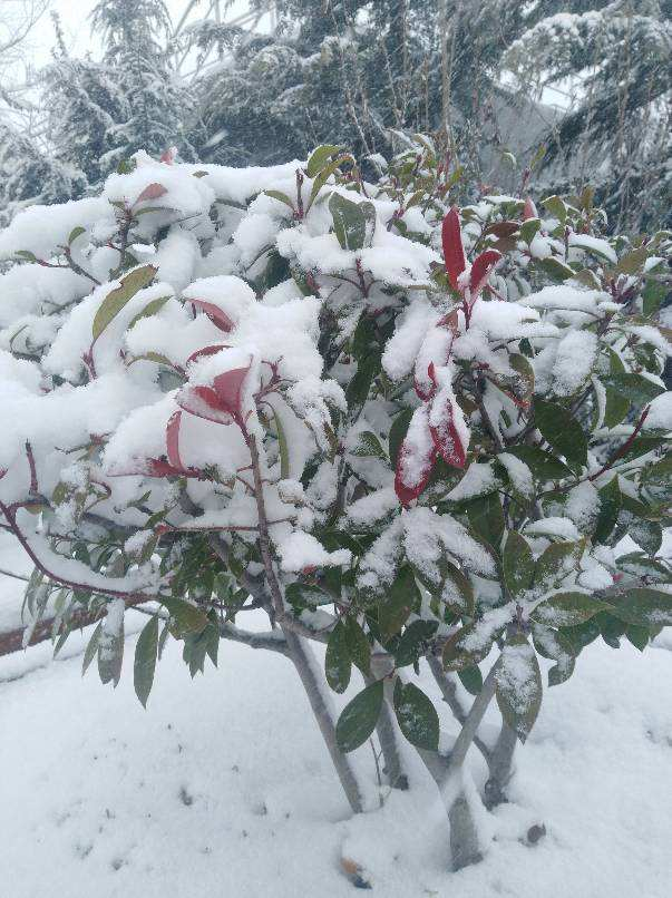 雪水养花效果好，花越开越多，植株壮得像小树