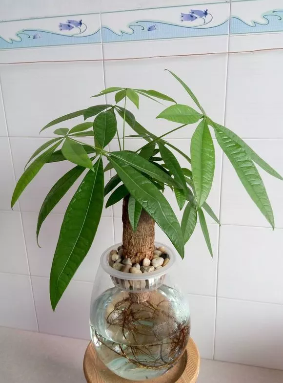 3种花，养不好赶紧扔水里，越长越来劲