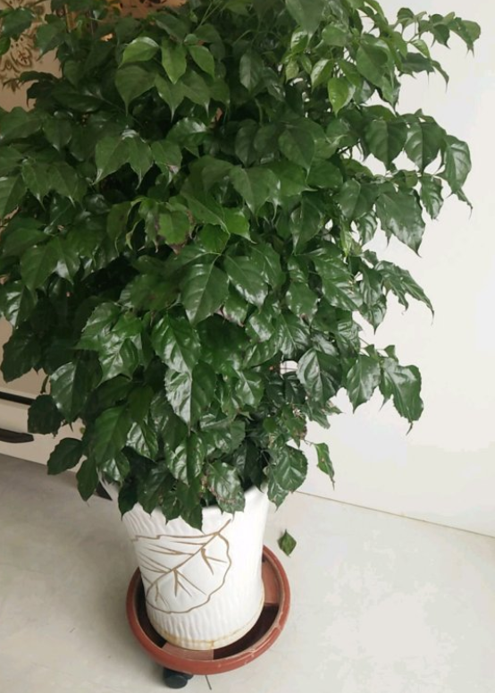 冬季养幸福树，给它做好6点，不黄叶、不落叶，叶子油绿过冬天